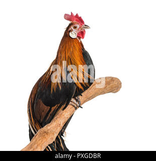 Poulet Phoenix, une race allemande de poulet à longue queue, contre fond blanc Banque D'Images