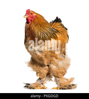 Coq Brahma standing against white background Banque D'Images