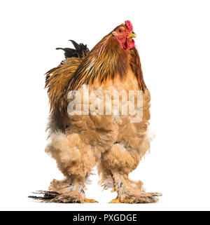 Coq Brahma standing against white background Banque D'Images