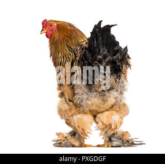 Coq Brahma standing against white background Banque D'Images