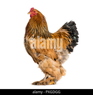 Coq Brahma standing against white background Banque D'Images