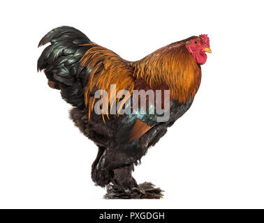 Coq Brahma, standing against white background Banque D'Images