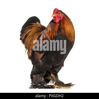 Coq Brahma, standing against white background Banque D'Images