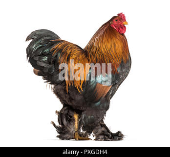 Coq Brahma, standing against white background Banque D'Images