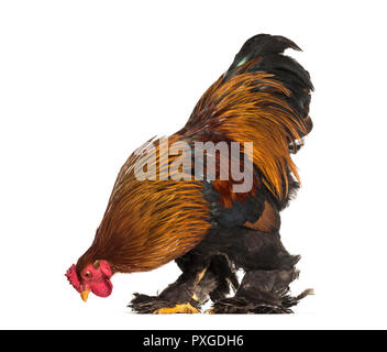 Coq Brahma, standing against white background Banque D'Images