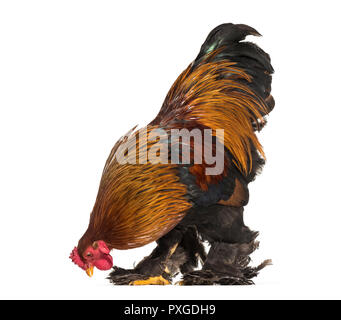 Coq Brahma, standing against white background Banque D'Images