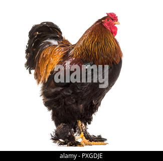 Coq Brahma, standing against white background Banque D'Images