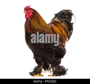 Coq Brahma, standing against white background Banque D'Images