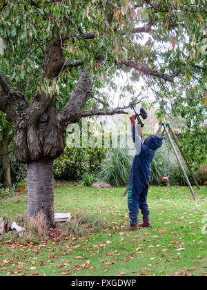 Gros gros nid de guêpes frelons asiatiques frais généraux se bloque sur une branche d'arbre avec l'homme sur l'étage pour les tuer avec des armes à feu avec insceticide paintball. Dans dangereux Banque D'Images