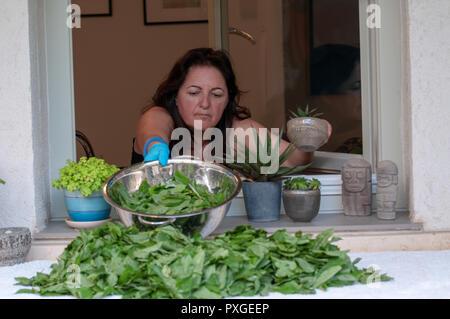 Middle Eastern Woman dries Mulukhiyah Leafs sur sa fenêtre. Mulukhiyah sont les feuilles de Corchorus olitorius communément connue sous le nom de l' arabe, mauve Banque D'Images