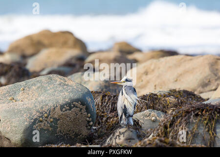 Oiseau gris de héron sauvage du Royaume-Uni (Ardea cinerea) isolé au bord de la mer, perçant sur des rochers côtiers en brise, plumes roulées dans le vent, sur le belvédère. Banque D'Images