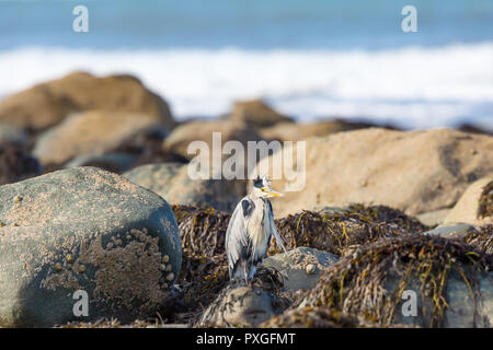 Sauvage, Royaume-Uni, oiseau gris heron (Ardea cinerea) isolé sur la plage britannique en automne soleil sur les rochers côtiers, plumes ruffées dans le vent, à l'affût. Banque D'Images