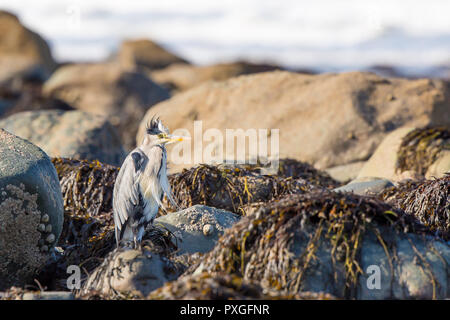 Sauvage, Royaume-Uni, oiseau gris heron (Ardea cinerea) isolé sur la plage britannique en automne soleil sur les rochers côtiers, plumes ruffées dans le vent, à l'affût. Banque D'Images