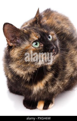 Chat noir sur un fond blanc. Chat aux yeux verts. Banque D'Images