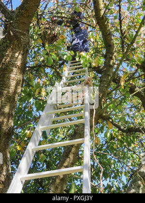 Gros gros nid de guêpes frelons asiatiques frais généraux se bloque sur une branche d'arbre avec l'homme en haut de l'échelle pour les tuer. Les insectes dangereux semblent garder à l Banque D'Images