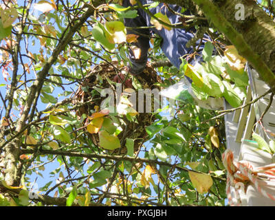 Gros gros nid de guêpes frelons asiatiques frais généraux se bloque sur une branche d'arbre avec l'homme en haut de l'échelle pour les tuer avec pulvérisation d'insecticide. Inse dangereux Banque D'Images