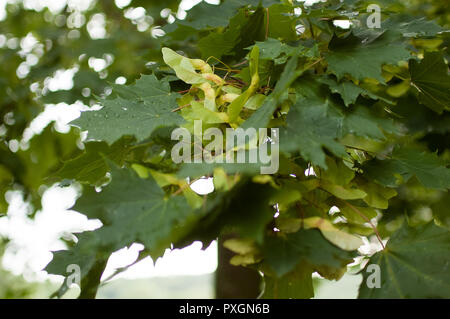 Feuilles d'érable vertes et de mûrissement des graines d'érable en août sur un beau bokeh background Banque D'Images