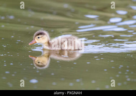 Nette rousse (Netta rufina), seul jeune dans l'eau Banque D'Images