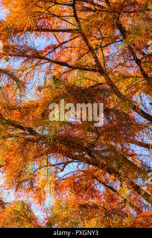 Arbres d'ornement, communément appelé cyprès de l'étang, l'affichage dans le lumineux magnifiquement à la lumière d'automne RHS Hyde Hall Banque D'Images