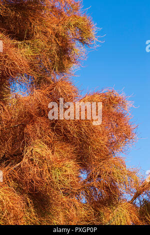 Arbres d'ornement, communément appelé cyprès de l'étang, l'affichage dans le lumineux magnifiquement à la lumière d'automne RHS Hyde Hall Banque D'Images