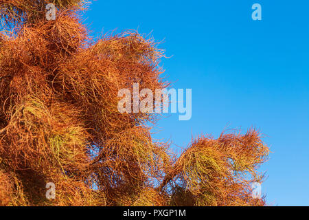 Arbres d'ornement, communément appelé cyprès de l'étang, l'affichage dans le lumineux magnifiquement à la lumière d'automne RHS Hyde Hall Banque D'Images