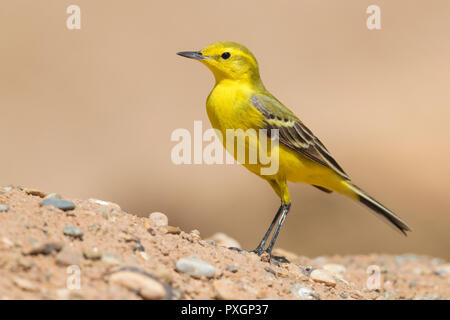 L'ouest de la bergeronnette printanière (Motacilla flava flavissima) mâle adulte, debout sur le terrain au Maroc Banque D'Images