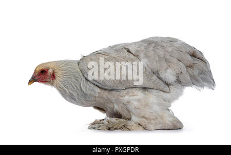 Jeunes adultes bleu poulet Brahma assis côté, à tout droit de l'alimentation, de l'isolé sur fond blanc Banque D'Images