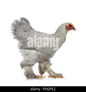 Jeunes adultes poulet Brahma bleu côté marche façons, regardant droit devant, isolé sur fond blanc Banque D'Images