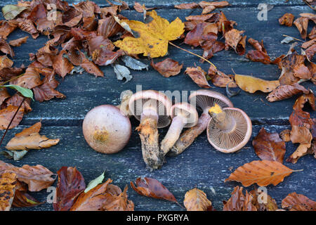 Chroogomphus rutilus, communément connu sous le nom de brown slimecap ou la pointe de cuivre, comestible, mais pas en haute estime les champignons sur grunge table en chêne parmi le lot Banque D'Images