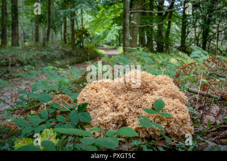 Le chou-fleur, champignons Sparassis crispa, croissant dans les bois, dans le sud du Pays de Galles, Royaume-Uni. Banque D'Images