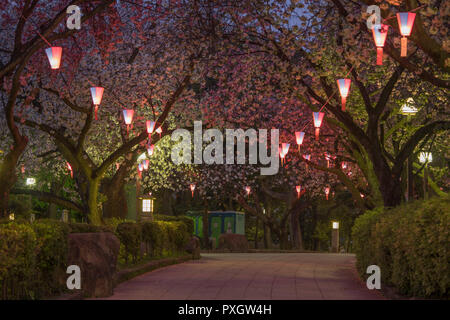 Belle partie hanami dans nuit illuminations avec les lanternes des cerisiers en fleur rose de parc Asukayama Kita dans le district de Tokyo, Japon. Banque D'Images