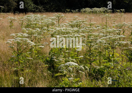 Plante avec La berce du Caucase, Nordrhein-Westfalen, Germany, Europe Banque D'Images