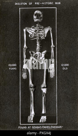 Squelette de l'homme trouvé à Gough's Cave, Cheddar Gorge, Somerset. En 1903 les restes d'un des droits de l'homme, depuis l'homme de Cheddar nommé, ont été trouvés sur une courte distance à l'intérieur de l'île Gough's Cave. Il est le plus ancien squelette humain complet de Britains, ayant été datées à environ 7 150 ans avant notre ère. Il est suggéré que l'homme est décédé de mort violente, peut-être liés à des actes de cannibalisme, même si cela n'a pas été prouvé. Date : vers 1920 Banque D'Images