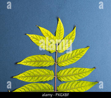 Branche d'arbre Ailanthus altissima avec feuilles jaunes sur fond noir, abstract background Banque D'Images