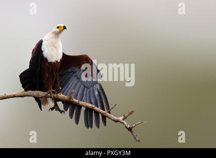 Les poissons adultes eagle s'étend son aile alors qu'elle repose dans le Parc National de Kruger. Haliaeetus vocifer Banque D'Images