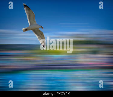 Go - DEVON : Western European herring gull sur Tor Bay Banque D'Images