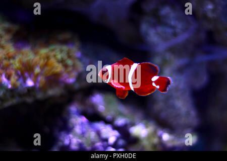 Marron rouge poissons clowns en scène moment isolé dans réservoir d'aquarium de récif d' Banque D'Images