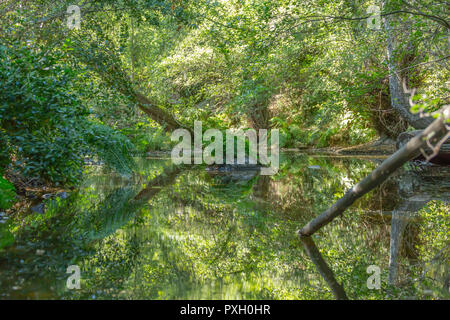 Rivière Thème, rivière en montagne, avec des rochers, arbres et végétation et image miroir dans l'eau, Portugal Banque D'Images