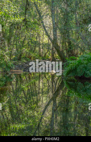 Rivière Thème, rivière en montagne, avec des rochers, arbres et végétation et image miroir dans l'eau, Portugal Banque D'Images