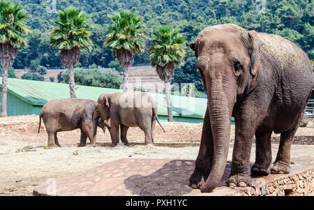 Un groupe d'éléphants en attente de nourriture dans un zoo Banque D'Images