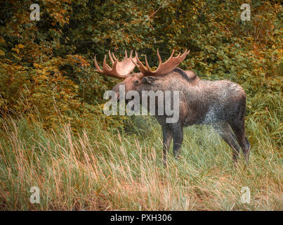 Bull Moose secouer l'eau après l'escalade de Port géographique, Katmai National Park, Alaska, USA Banque D'Images