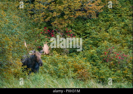 Bull Moose et couleurs d'Automne dans le port de géographique, Katmai National Park, Alaska, USA Banque D'Images