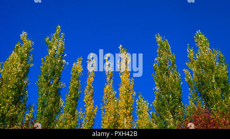 Peuplier arbres contre le ciel bleu par un jour de vent. Résumé fond naturel. Les arbres d'automne, des feuilles d'automne coloré. Banque D'Images