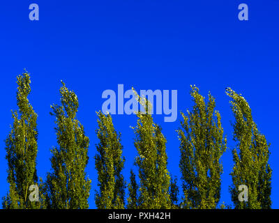 Peuplier arbres contre le ciel bleu par un jour de vent. Abstract Natural Background Banque D'Images