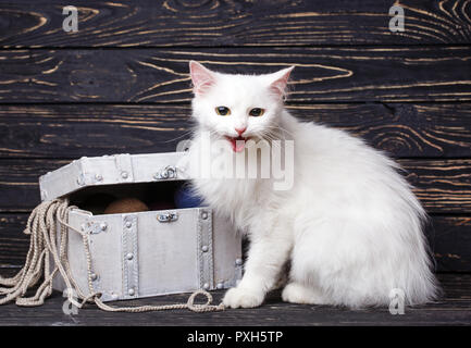 Un chat blanc est assis à côté d'une poitrine blanche sur fond noir Banque D'Images