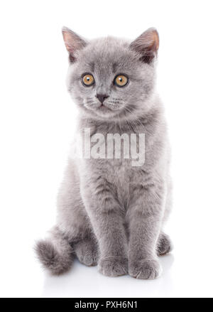 Chaton tout droit écossais. Chaton gris est isolé sur un bac blanc Banque D'Images