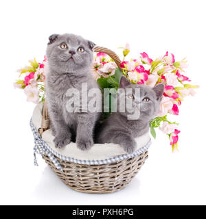 Et tout droit écossais Scottish Fold chatons. Des chatons dans un Banque D'Images