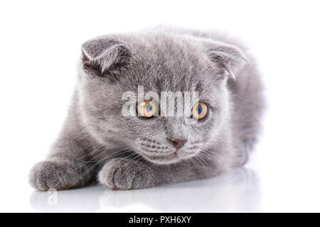 Scottish Fold chaton. Concept de chaton carte postale. Le jour de la Saint-Valentin. Banque D'Images