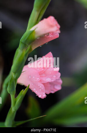 Glaïeul rose bud avec des gouttelettes d'eau close-up Banque D'Images