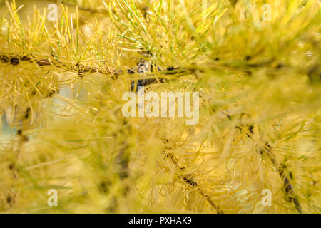 Brin de jaune ou de mélèze d'Europe Larix decidua sur fond flou. Branche de Sapin Banque D'Images